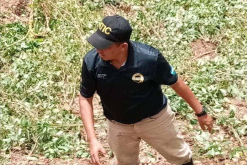 Descubren narcolaboratorio y arbustos de hoja de coca en Colón