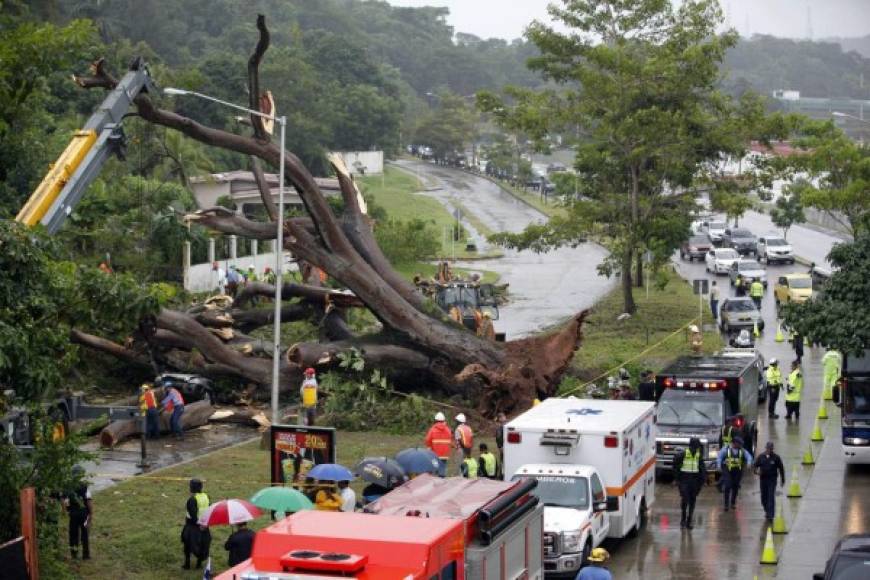 Obreros en Panamá remueven los escombros tras la caída de un árbol que ocasionó la muerte de un niño.