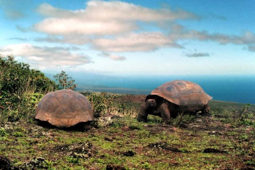 Las Islas Galápagos son un archipiélago de islas de origen volcánico distribuidos en la costa de Ecuador en el Océano Pacífico.<br/><br/>En Septiembre de 1978, la Unesco declaró a las Galápagos Patrimonio Natural de la Humanidad y en 1985 el Parque Nacional Galápagos fue declarado reserva de la biósfera el cual se amplió posteriormente en Diciembre 2001 para incluir la reserva marina.<br/><br/>El Archipiélago de Galápagos consta de 15 islas principales, 3 islas más pequeñas, y 107 rocas e islotes.