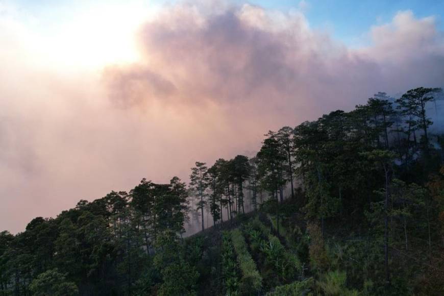 Manos criminales habrían provocado un pavoroso incendio forestal que esta arrasando desde ayer miércoles con el bosque y la vida silvestre en el Parque Nacional Montaña Celaque. 