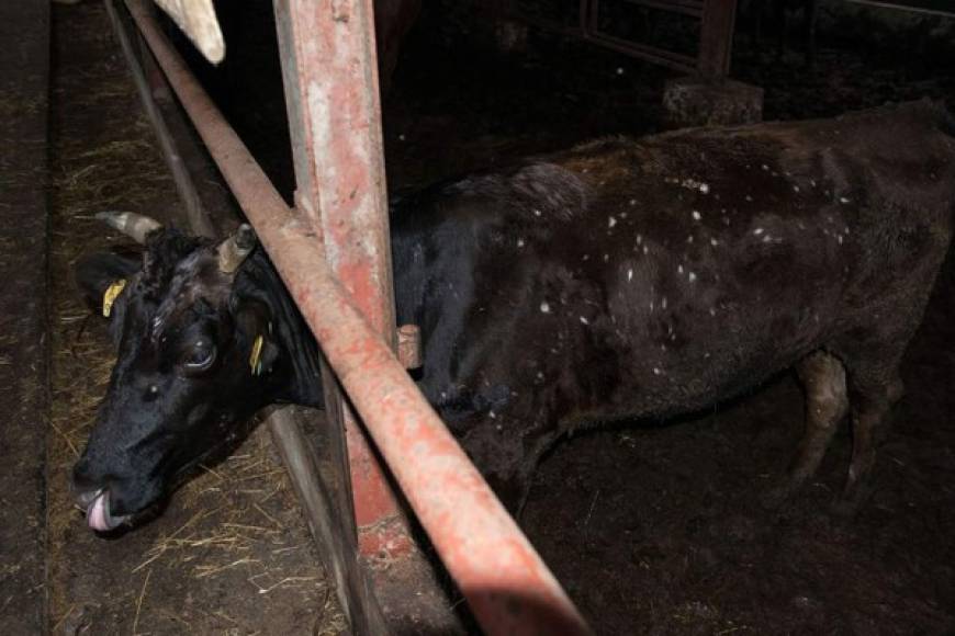 Los animales también sufren los efectos de la radiación. Varias vacas tienen pequeños puntos blancos en la piel. Un granjero asegura que es debido a que han comido hierba contaminada.