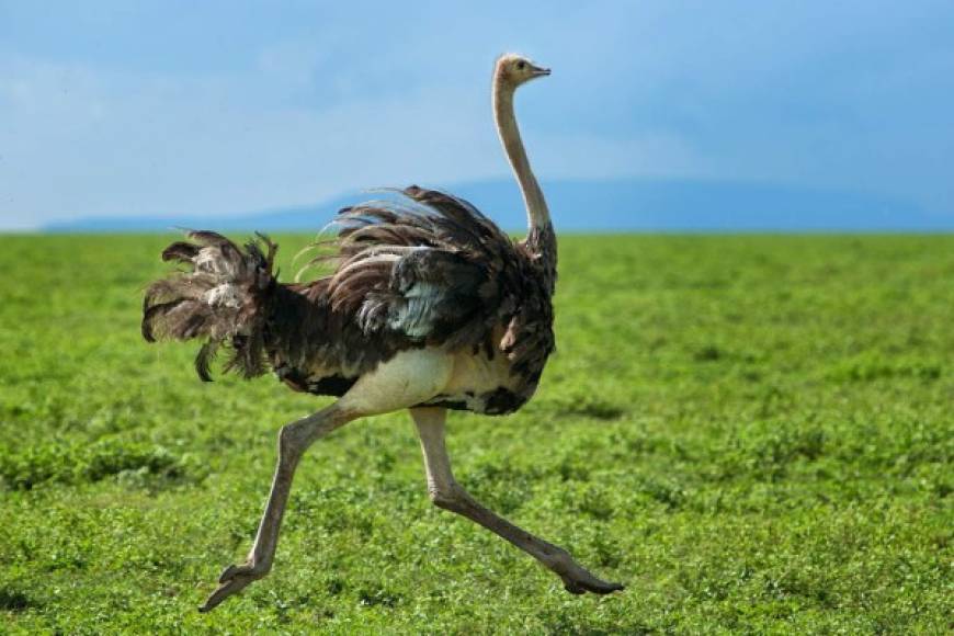 Avestruz - En el listado del gobierno chino se mantienen los avestruces, ave más grande del mundo y que no puede volar.