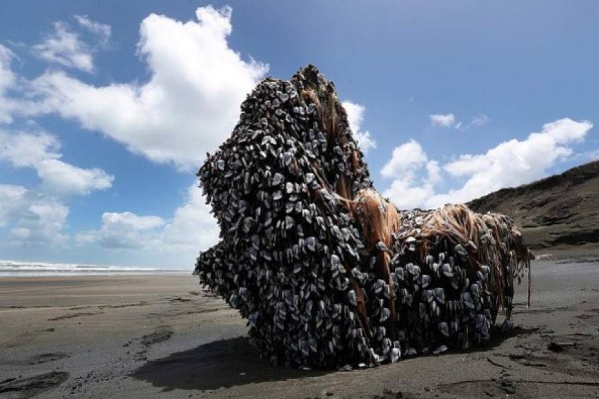 Un monstruoso objeto con tentáculos aparece en las playas de Nueva Zelanda (Fotos)