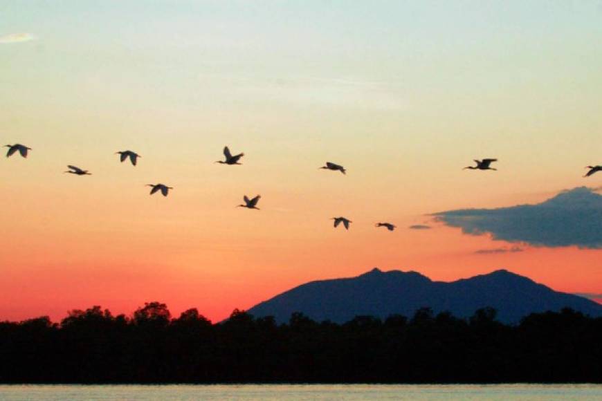 El “birdwatching”, o avistamiento de aves, está en boga en Honduras. Para llevarse un recuerdo indeleble, circunde la Isla de los Pájaros (hogar de miles de especímenes de emplumados) para tener una pequeña idea de la biodiversidad de San Lorenzo.