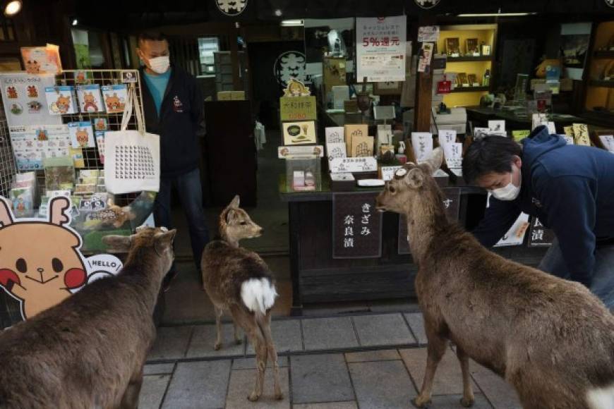 Varios ciervos se reúnen afuera de una tienda de recuerdos en busca de golosinas en Nara, Japón. Foto cortesía AP
