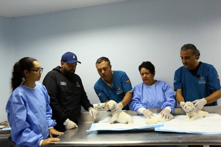 Los cachorros, que bostezan y se estiran suavemente mientras sus cuidadores los sostiene durante su presentación a la prensa, son atendidos en el hospital del zoológico donde reciben un suplemento especial para lactantes que han sido destetados.