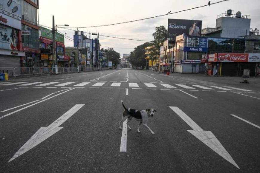 El confinamiento de las personas por el coronavirus les ha venido a dar libertad a los animales de salir a las calles.