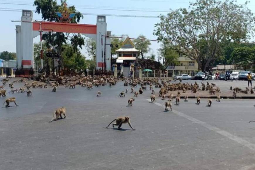 Ante la falta de turistas por el coronavirus, cientos de monos en Tailandia protagonizaron una pelea por un poco de comida. Las imágenes muestran a las dos principales agrupaciones de monos rivales afuera del templo Prang Sam Yod, del complejo de santuarios Phra Kan Shrine.
