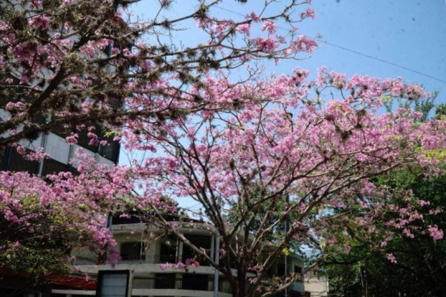 Estas flores color rosa, aparecen unicamente en épocas de verano, generalmente en los meses de febrero y marzo. Foto José Cantarero