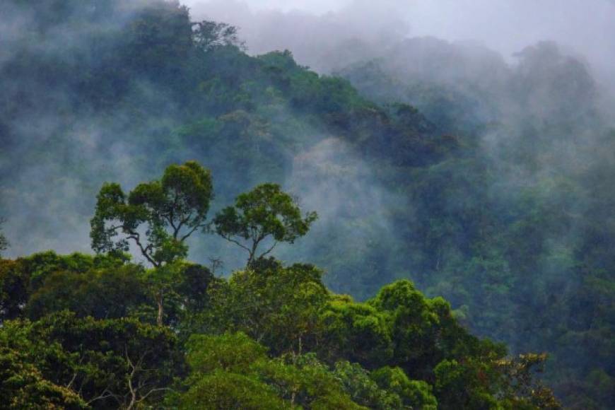 Las Cascadas Lodge - La Ceiba<br/><br/>Escondido entre las densas montañas del Parque Nacional Pico Bonito, Las Cascadas Lodge es un lugar mágico rodeada de varios manantiales de agua y exquisita flora y fauna. <br/>