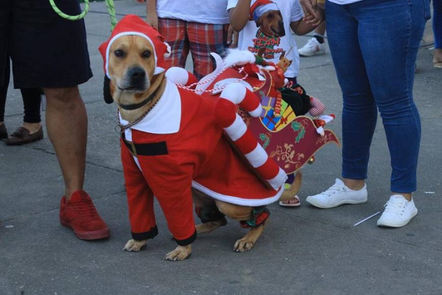 Los porteños involucran hasta sus mascotas en las competencias navideñas.