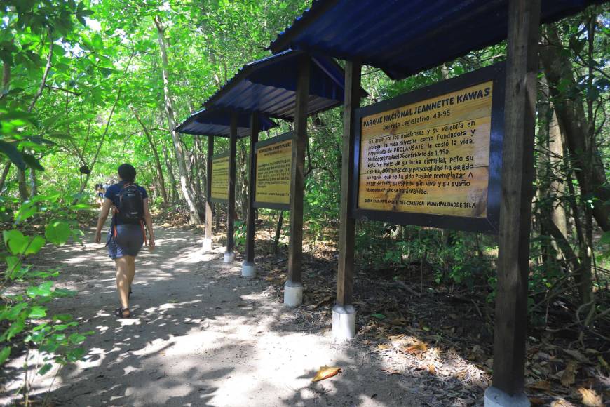 Miguel Agurcia, guardabosque en Punta Sal, expresó que el parque Jeannette Kawas es muy visitado en las temporadas de verano, ya que en la zona hay variedad de fauna, como los monos, tepezcuintle, guatusa y muchos otros mamíferos.