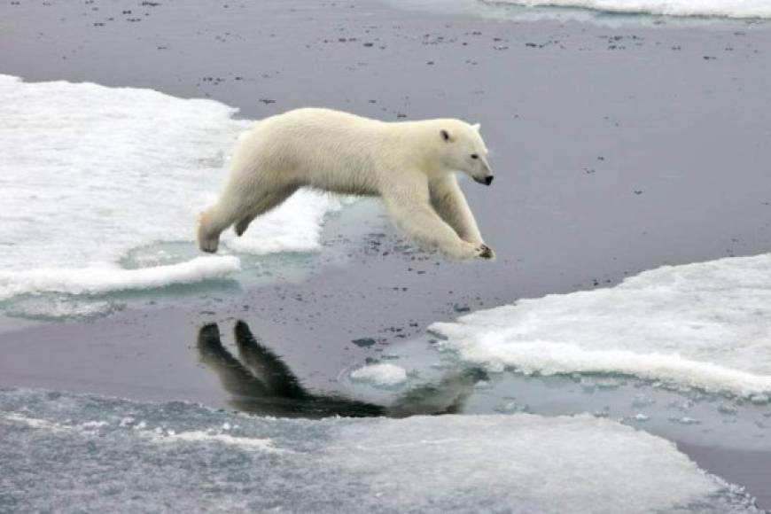 La cantidad de osos polares en todo el Ártico ha disminuido en el 40% durante la última década, según el Instituto de estudios geológicos de Estados Unidos, así como la de narvales -también llamados unicornios de mar-, que se encuentran cada vez más privados del refugio natural que constituye para ellos la banquisa contra la orca, un temible predador.