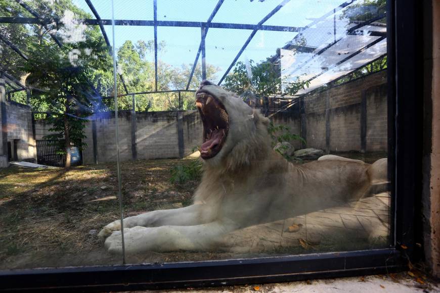 Con el nacimiento de estas tres crías suman seis leones blancos en Venezuela.