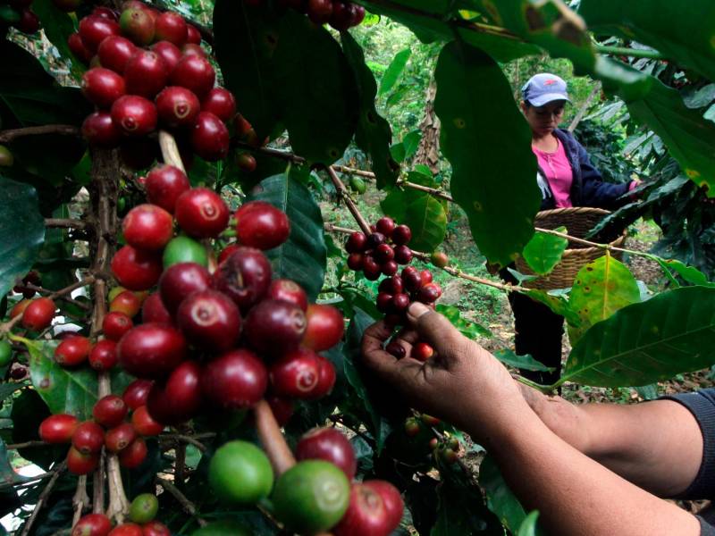 Producción. Dos cortadores de café trabajan en una finca del occidente de Honduras.
