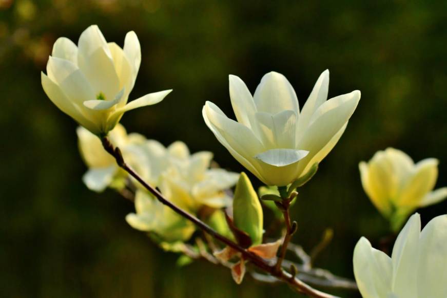La magnolia es un género con más de 300 especies de plantas de la familia Magnoliaceae. Se localizan principalmente en el este de Norteamérica, Centroamérica, sudeste de Asia y Sudamérica.
