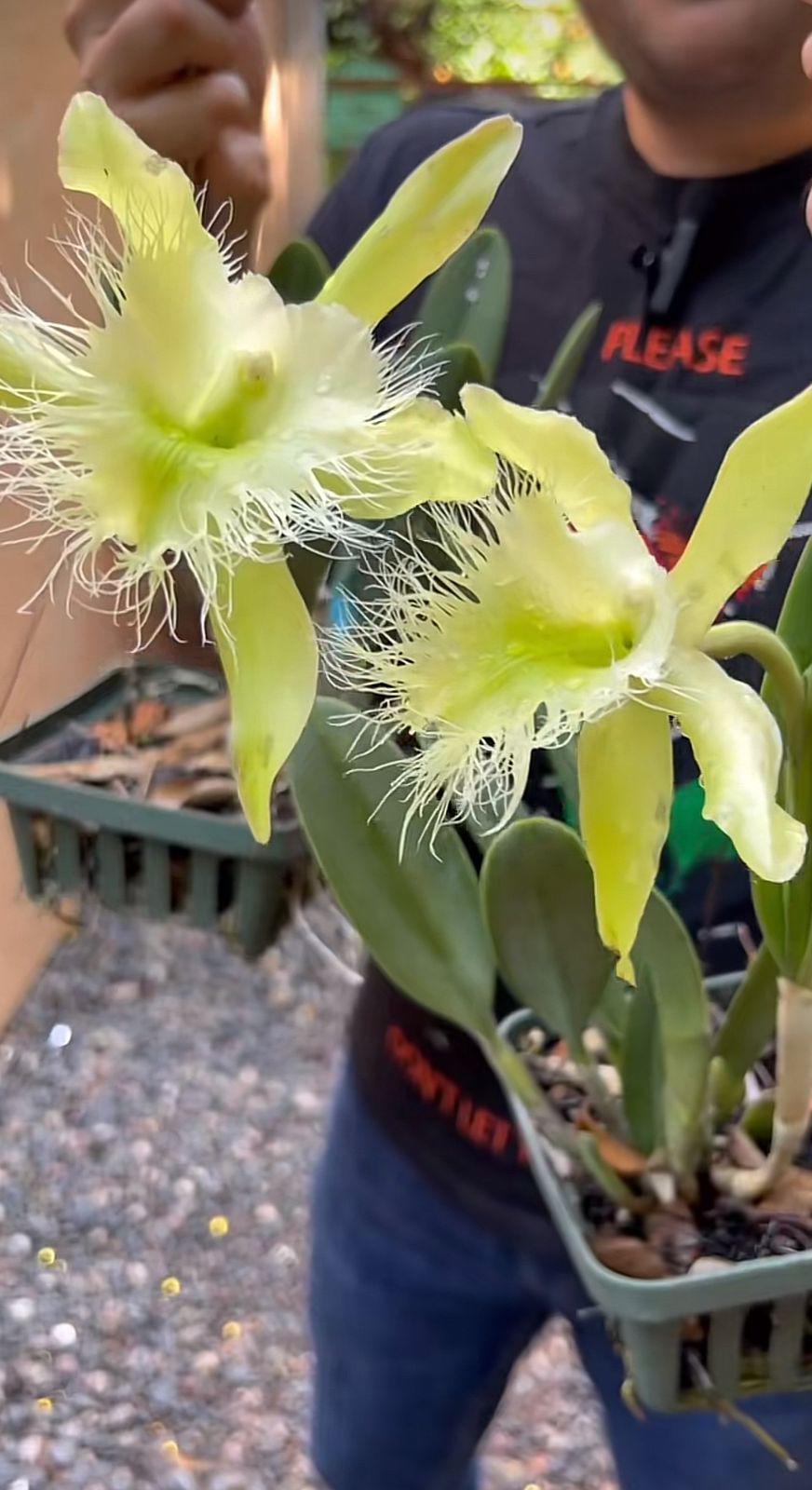 Dos orquídeas florecieron este mes de septiembre y hondureño invita a conocerlas