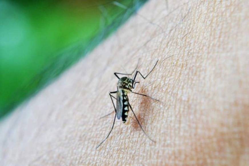 La fiebre del dengue es una de las enfermedades tropicales que tiene como vector de transmisión a los mosquitos Aedes. Provoca fiebres altas, dolores corporales y en caso extremos, hemorragias severas y generalizadas que suelen provocar la muerte de los pacientes. <br/><br/>El dengue enferma de 50 a 100 millones de personas al año, según la OMS. Aunque la tasa de mortalidad por dengue es más baja que la de algunos otros virus, en un 2.5%.