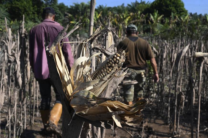 El trabajo de dos ciclos anuales es “para tener el maicito para comer uno las tortillas y ayudarse de alguna manera con lo que vende de lo que cosecha”, explicó.