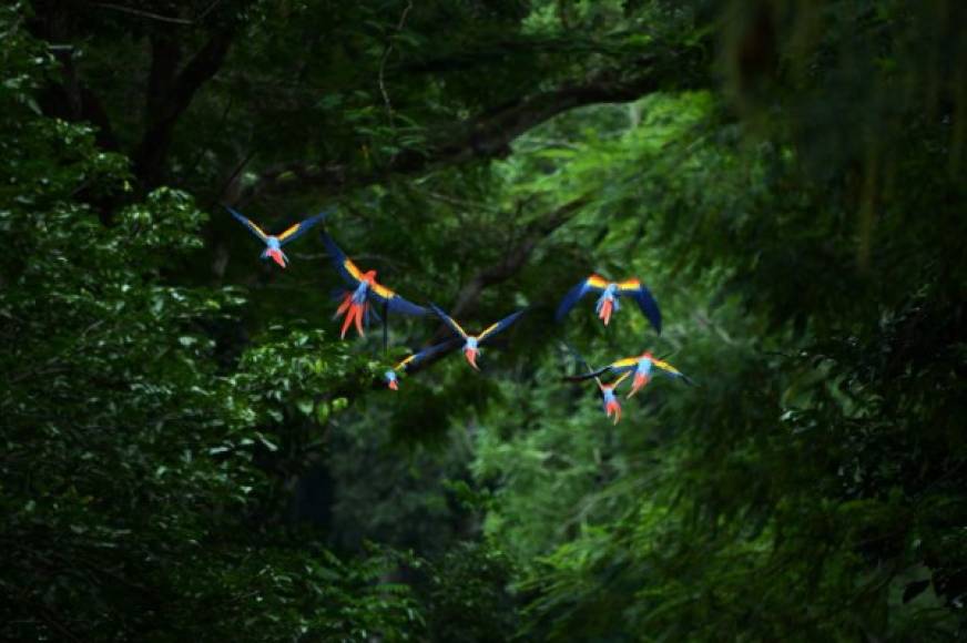 Guara roja, ave nacionales de Honduras, sobrevuelan el Parque Arqueológico de Copán. AFP