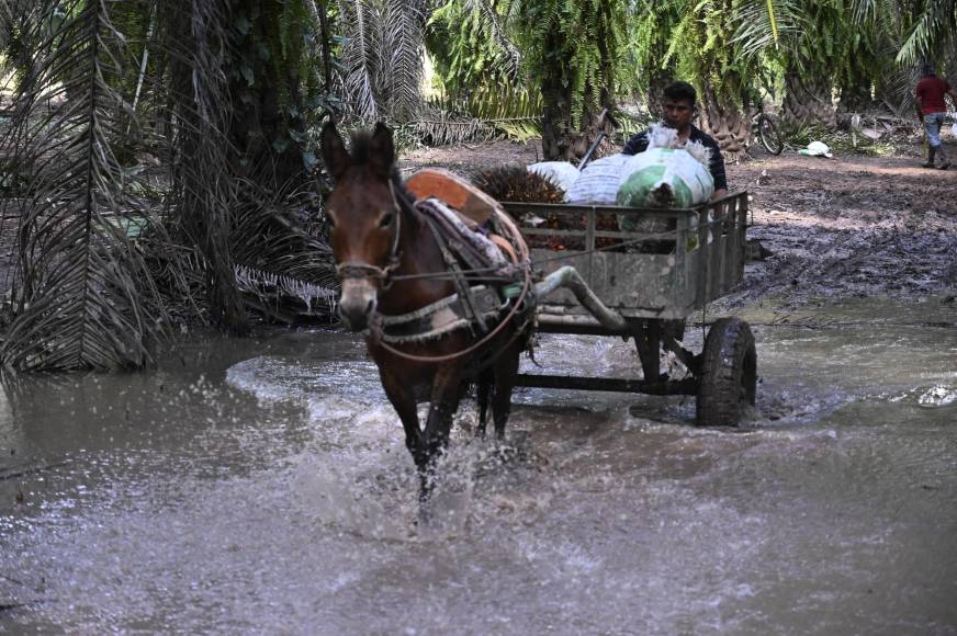 Ahora el campesino trabaja en una cooperativa de palma africana. También reparando cercos, chapeando y cortando frutas, donde le pagan 10 dólares al día. “Allí vamos a estar trabajando, por mientras”.