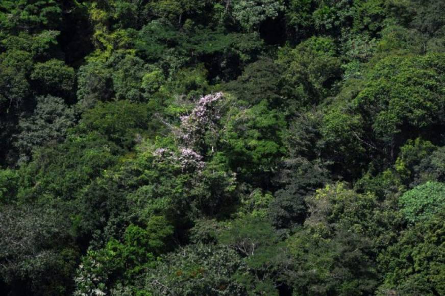 La Biosfera es considerada el Amazonas de Centroamérica.