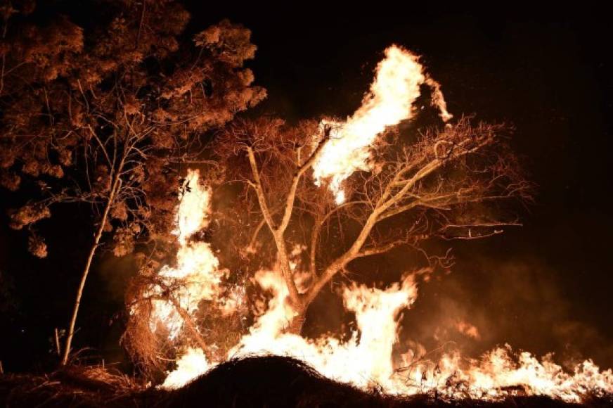 El fuego consumió miles de árboles en El Hatillo.