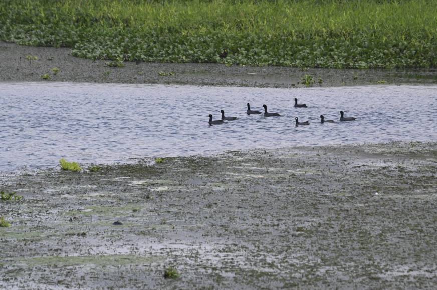 En mayo de 2023, el Gobierno lanzó un plan para salvar al lago, en peligro por la industria acuícola, explotación agrícola, deforestación y otros factores en una cuenca de casi 1,000 kilómetros cuadrados, ubicada a unos 140 kilómetros al norte de Tegucigalpa.
