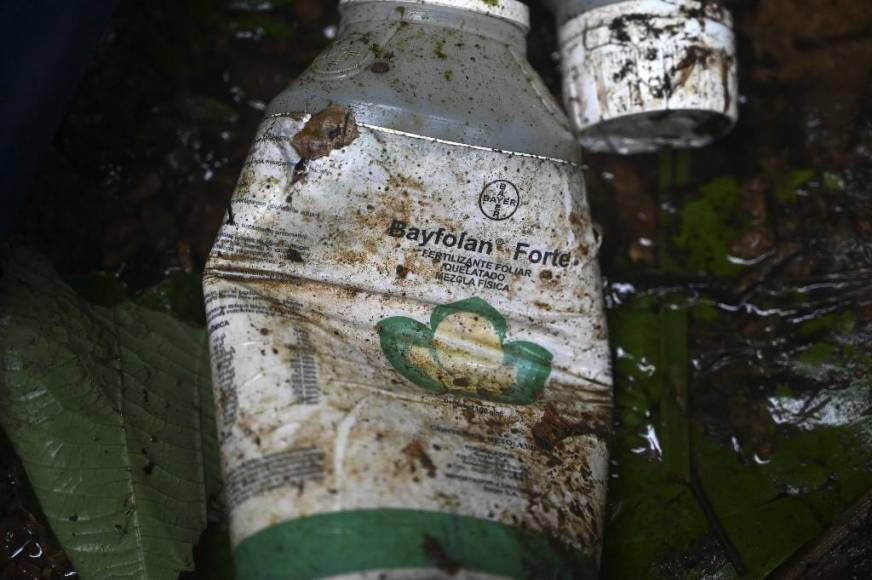 Erradican plantación de coca que tendría cinco años de producción en Colón