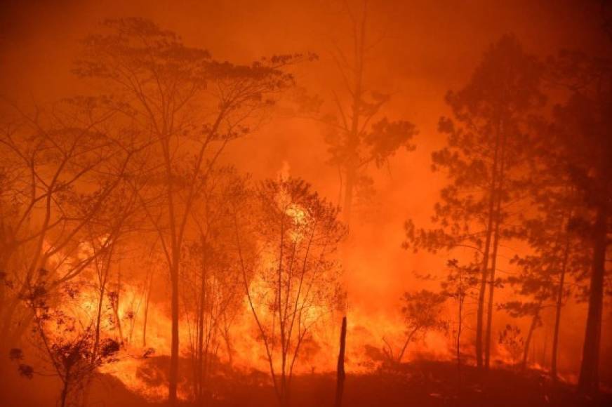 En la capital, en lo que va del año, se reportan 68 incendios forestales, que han afectado más de 500 hectóreas de bosque. AFP