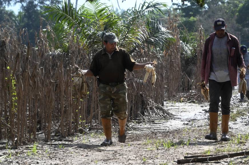 Las siete hectáreas de Miguel Mejía, de 58 años, Antonio Alemán, de 53, y otros ocho campesinos hondureños, está a 30 kilómetros de donde desbordó el Ulúa, cerca de El Progreso, unos 200 km al norte de Tegucigalpa. Hasta allí llegaron las crecidas. 