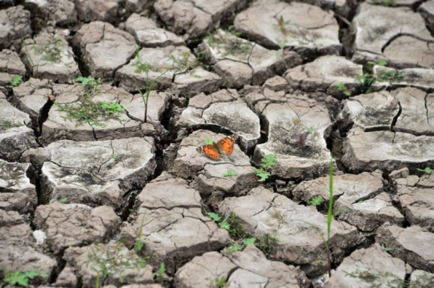 Producto de la sequía, la tierra se ha dividido y comienza a crecer vegetación.