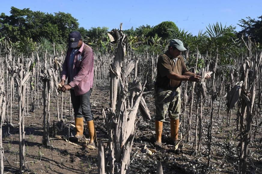 Miguel rescató solo dos mazorcas de su plantación de maíz, aún cubierta por el agua achocolatada. 