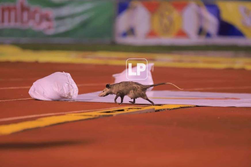 ‘Invitado especial‘. Un tacuacín se paseó por la pista del estadio Olímpico mientras se jugaba el partido.