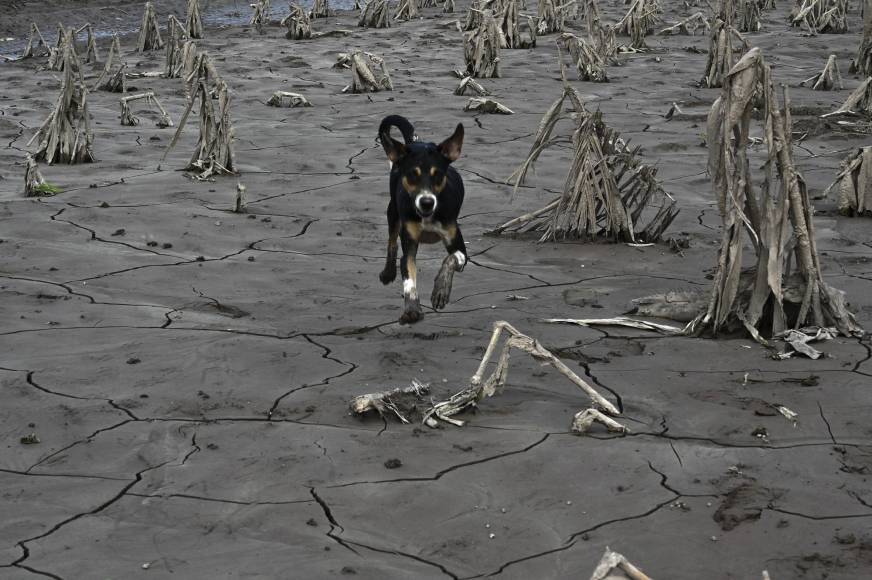 Las bandas de lluvia desbordaron los caudalosos ríos Ulúa y Chamelecón, provocando los mayores daños en el Valle de Sula, al norte de <b>Honduras</b>, la zona más vulnerable ante los fenómenos climáticos. Según entes estatales, Julia dejó medio centenar de muertos en los cuatro países, así como miles de hectáreas de cultivos dañados.