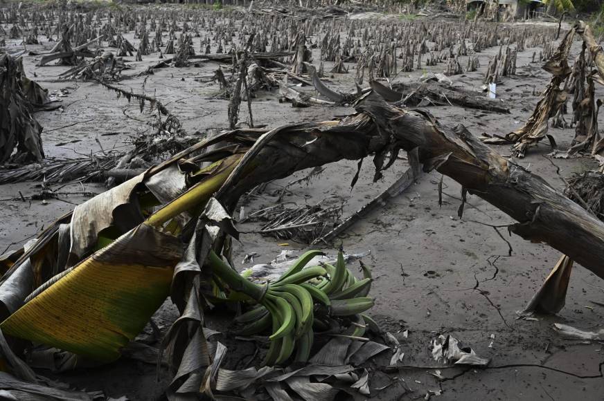 Estimó las pérdidas en más de 400,000 lempiras, unos 16.000 dólares, para los diez campesinos, quienes no podrán sembrar en el segundo ciclo del año porque las tierras siguen inundadas.