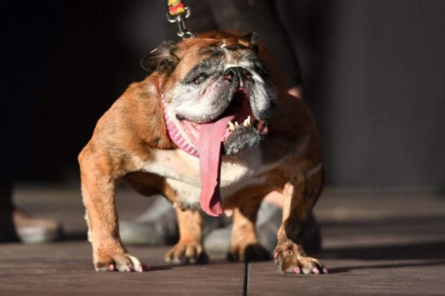 El propietario del perro galardonado se lleva 1.500 dólares y un pasaje de avión para Nueva York, donde el can será presentado a distintos medios.