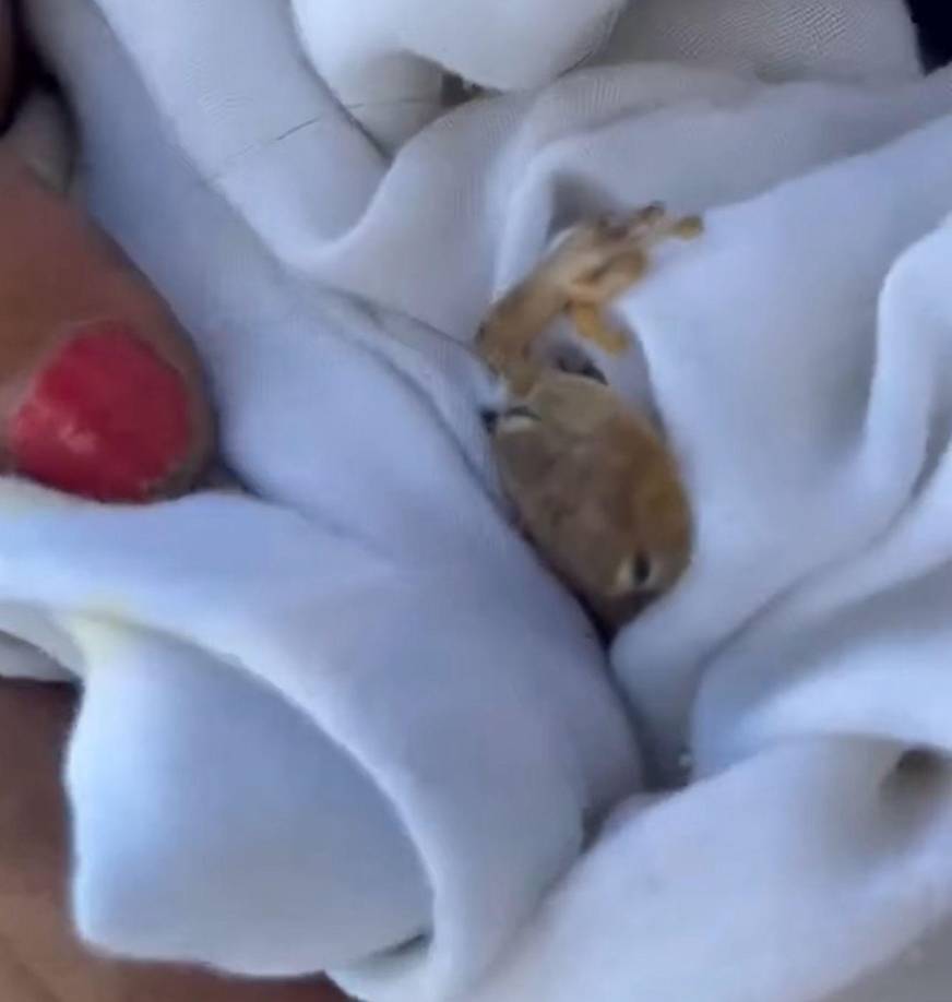 Más 300 bomberos, soldados, policías y rescatistas voluntarios trabajan con helicópteros cisterna y drones térmicos este jueves en Bogotá, informó en una declaración a los medios el alcalde Carlos Fernando Galán.