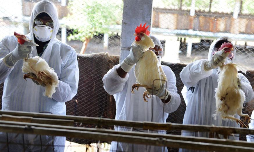 Chile confirma su primer caso de gripe aviar en humanos