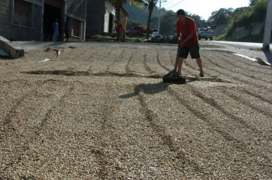 En el interior del país, donde no hay secadores industriales, la semilla de café se seca a sol.