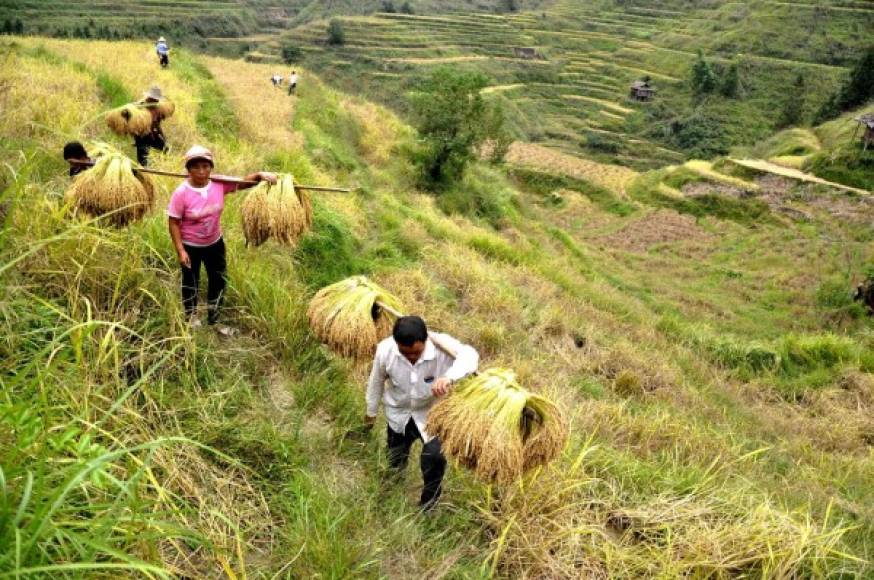 CHINA. Caminando entre arrozales. Agricultores chinos transportan el arroz cultivado en sus tierras, en el Condado de Congjiang. Foto: AFP