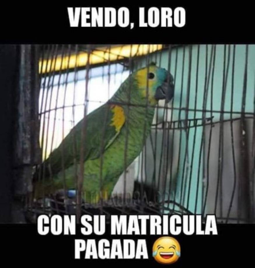 En Tegucigalpa puedes hacer la inscripción en la regional que se ubica en las instalaciones del Instituto de Vida Silvestre en Comayagüela.<br/>