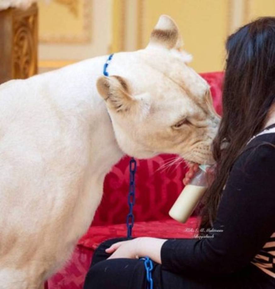 Es muy común encontrar a los jóvenes millonarios disfrutar de un paseo con sus exóticas mascotas.