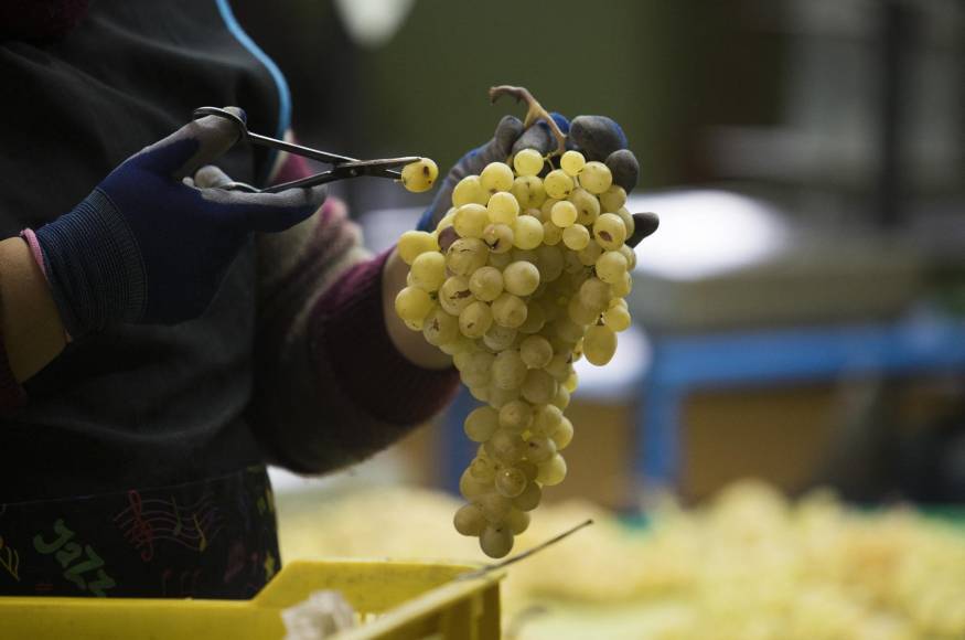 En España, los viñedos preparan la venta de las tradicionales uvas para la buena suerte el nuevo Año.