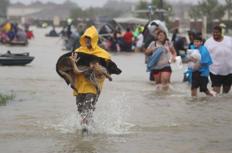 Miles de residentes fueron obligados a evacuar cuando ya el agua había anegado varias calles en Houston, sin embargo, no olvidaron llevar consigo a sus mascotas.