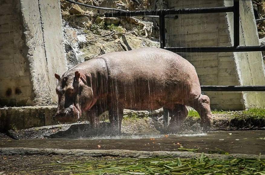 “Inicia la primera etapa de este plan de manejo que la próxima semana va a mostrar la fase de esterilización de hipopótamos en Colombia”, dijo en una rueda de prensa. La ministra espera que sean por lo menos 20 este año. 