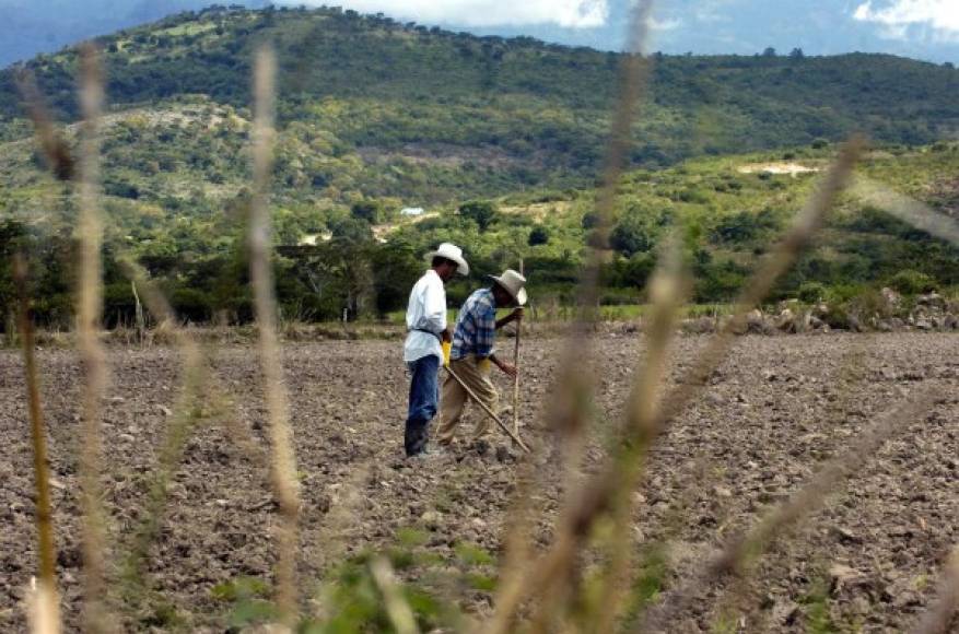 Estos productores se preparan al norte de Francisco Morazán para sembrar frijoles.