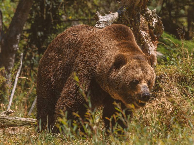 El hecho se suscitó en los Alpes de Transilvania, región central de Rumanía.