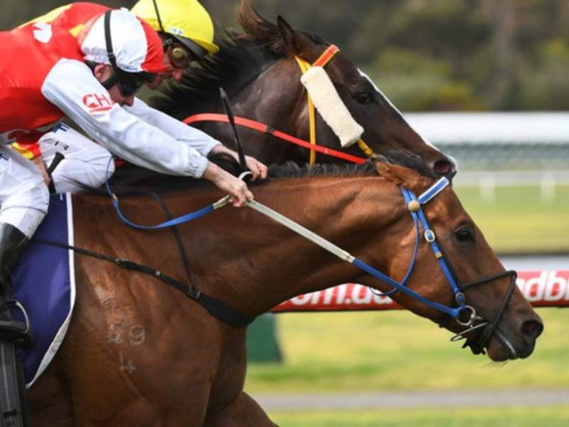 CARRERA. Ganó por una nariz. Ryan Maloney (rojo) monta a Superhard para derrotar a Damien Oliver, que monta a Written Choice, en la primera competencia del Melbourne Racing desarrollado en Australia.