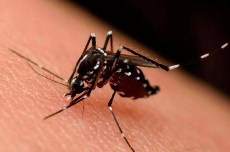 Al menos 137 muertos por dengue en Honduras y más de 109.000 casos registrados en 2024